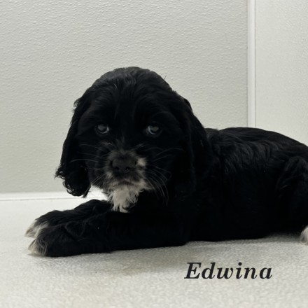 puppy, for, sale, Cocker Spaniel, Joe & Cherri  Overlease, dog, breeder, Miller, MO, dog-breeder, puppy-for-sale, forsale, nearby, find, puppyfind, locator, puppylocator, aca